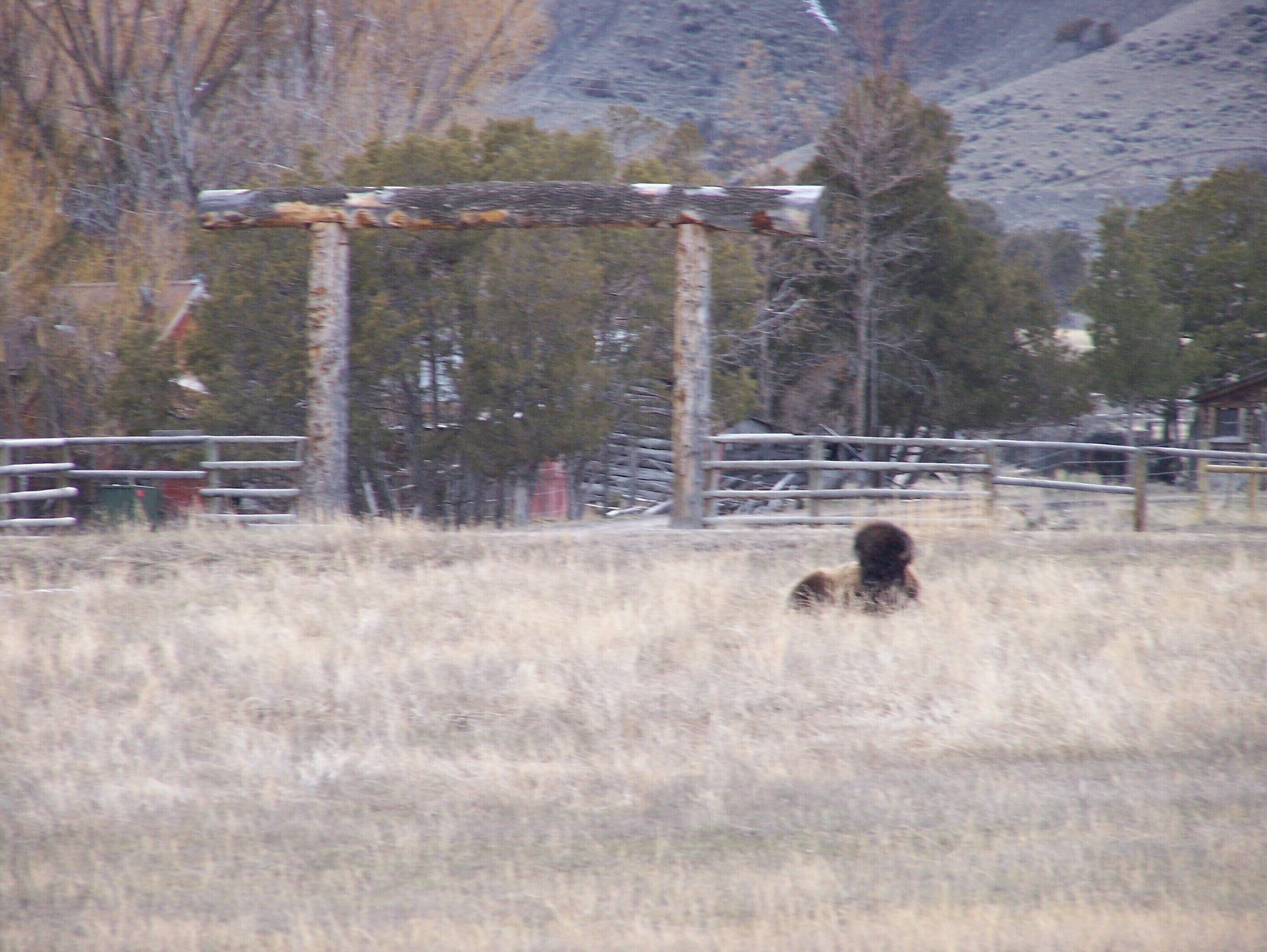 A rural landscape with a fenced area, a wooden structure, and a dog in the foreground.