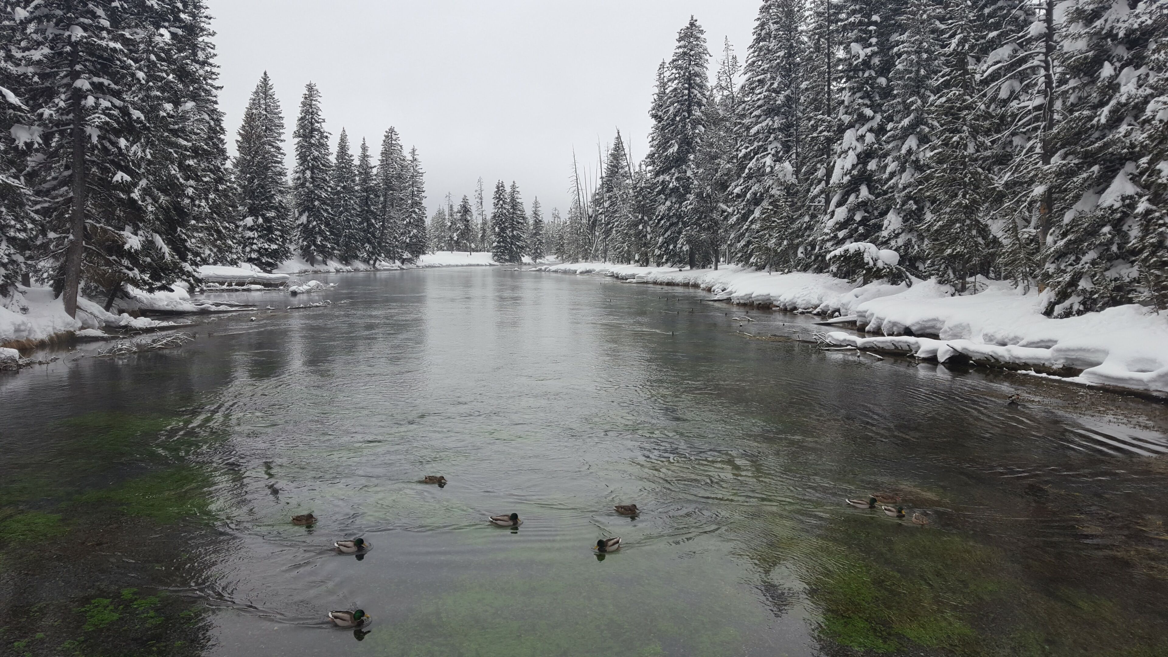 Un río rodeado de árboles cubiertos de nieve.