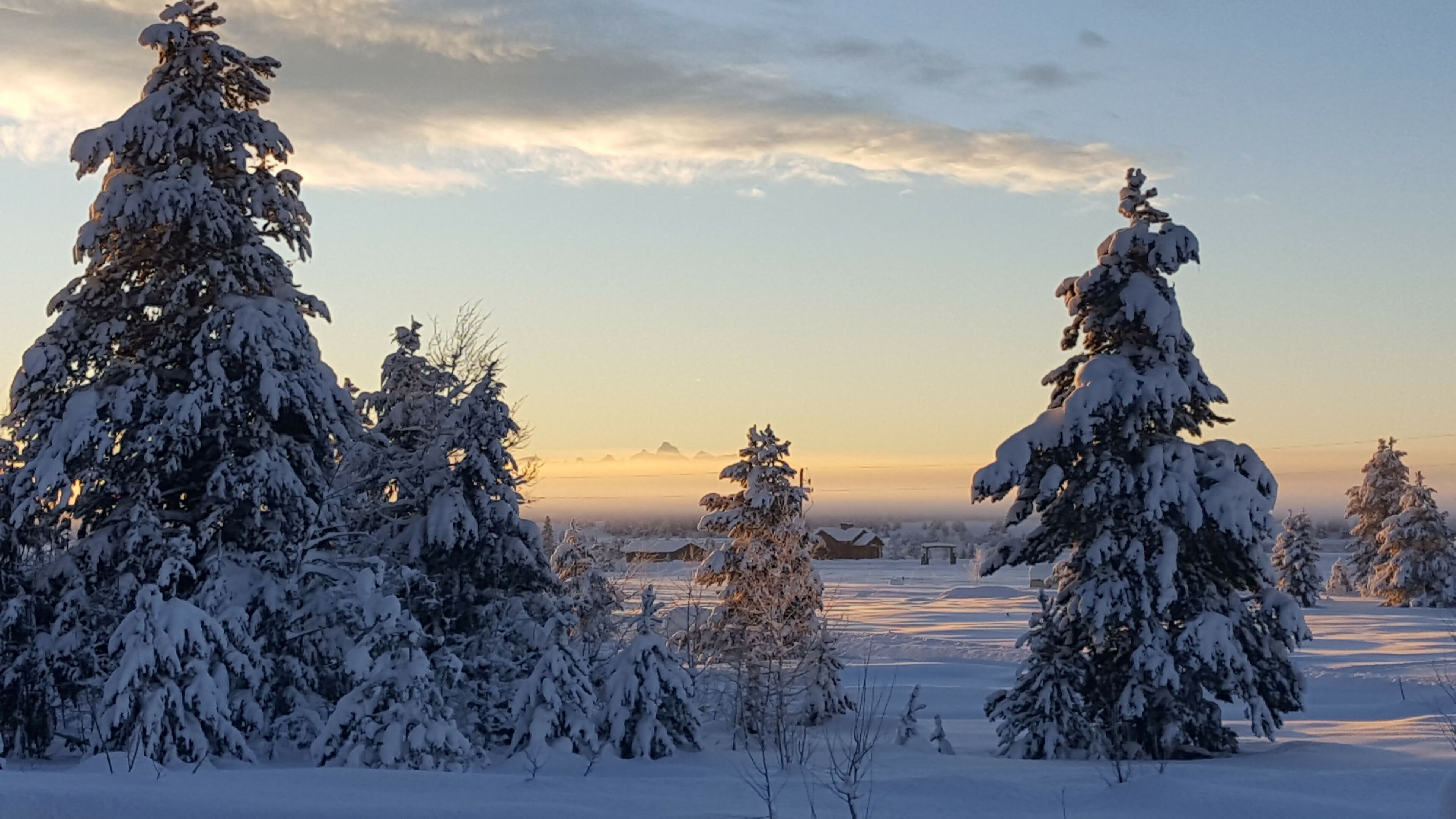 Schneebedeckte Landschaft mit hoch aufragenden Nadelbäumen und blauem Himmel.