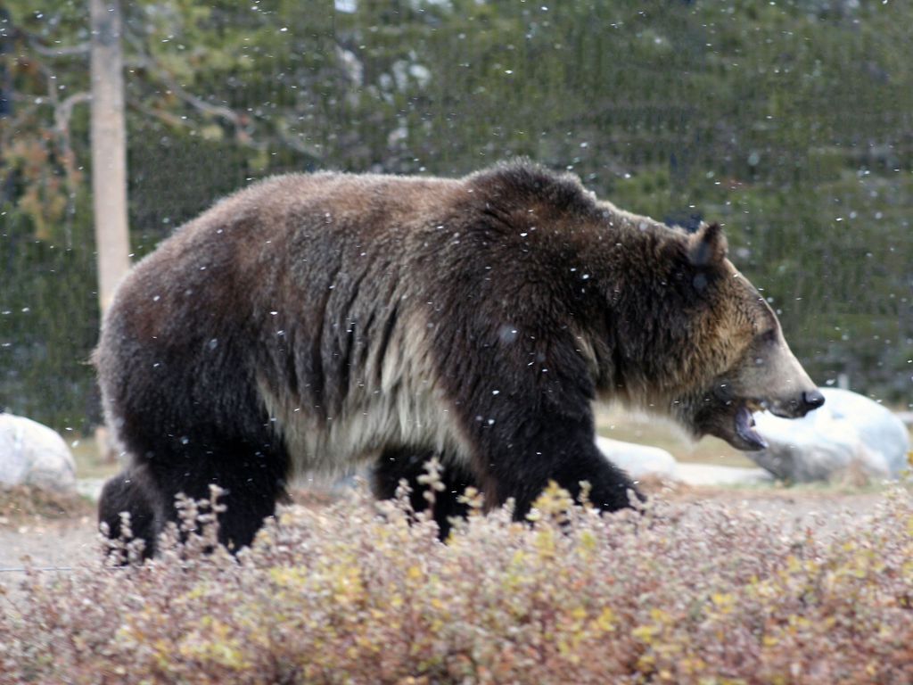 Un oso caminando en un entorno natural con copos de nieve.