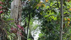 A stone pathway flanked by lush greenery and a stone wall. - Beautiful, Peaceful Villa/Excellent Location/Wonderful Balinese Staff (Penestanan, Ubud)