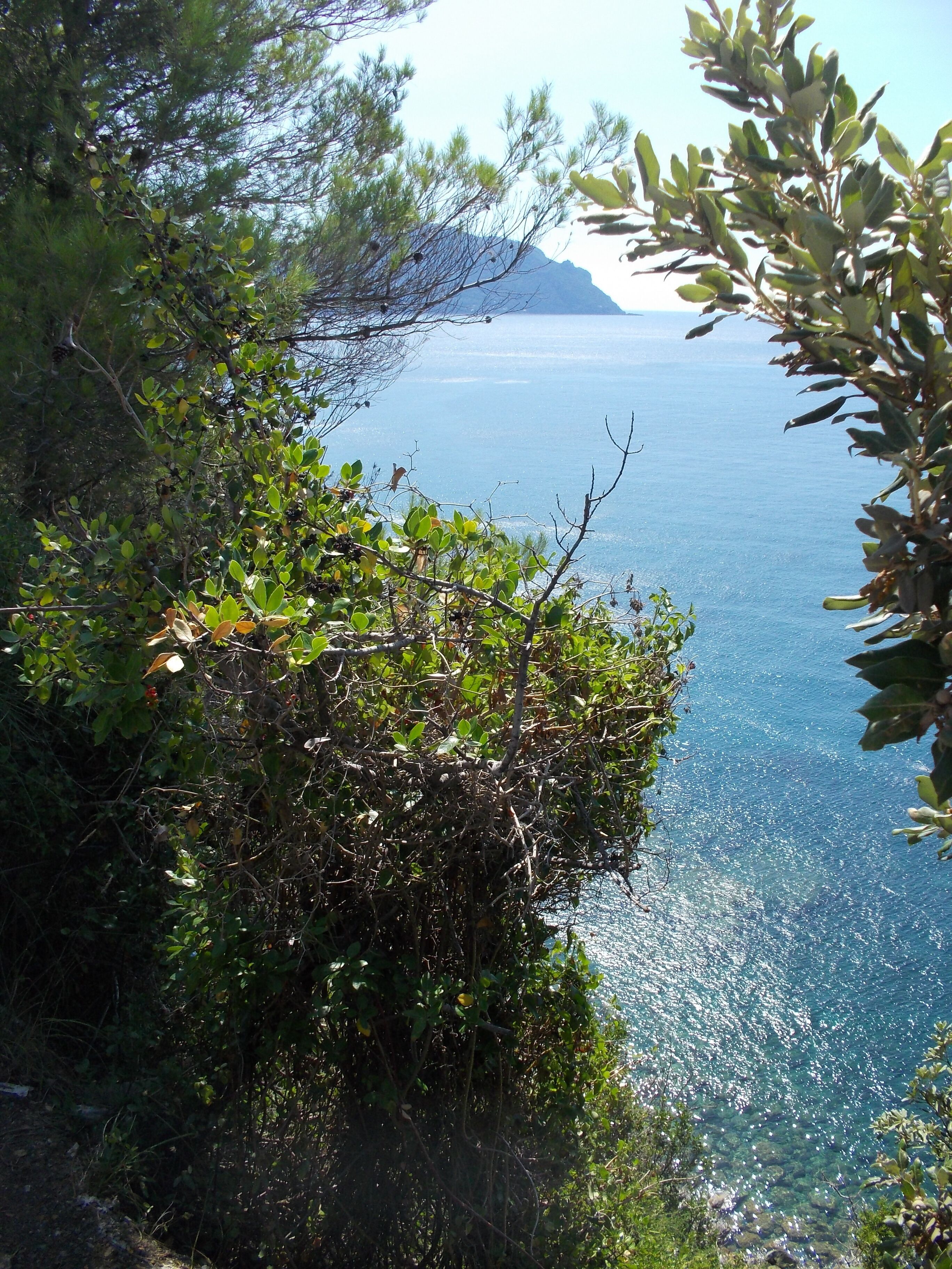 A coastal view with dense foliage and a clear blue sea.