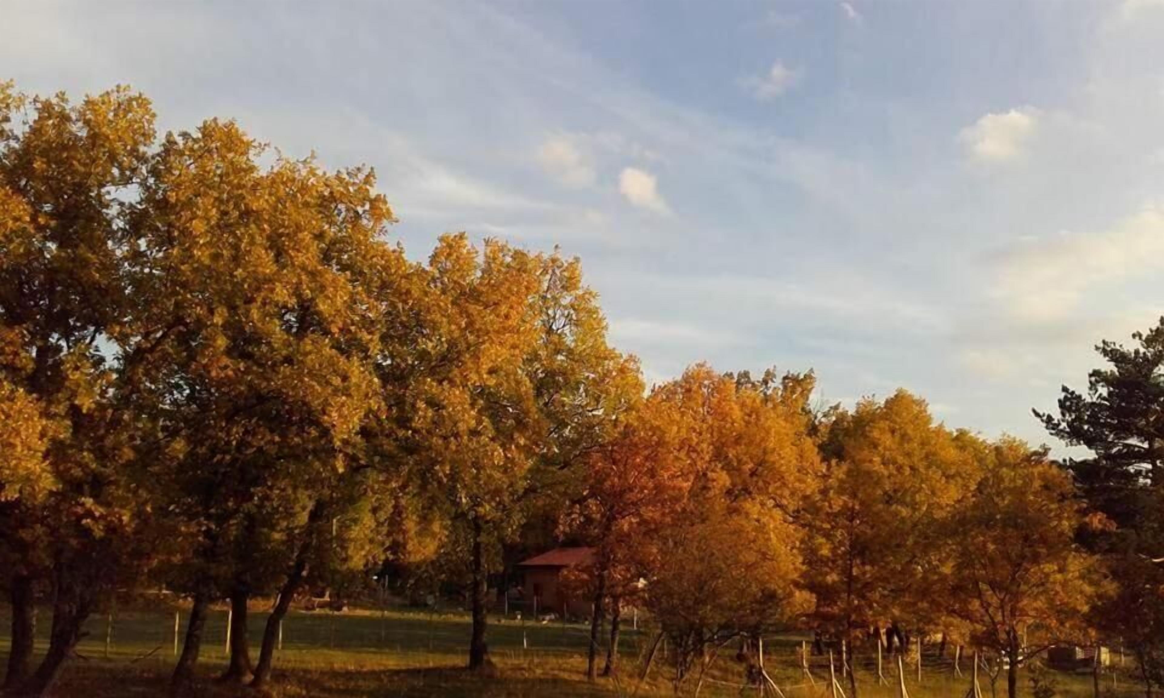 A park with autumn trees and a building in the background.
