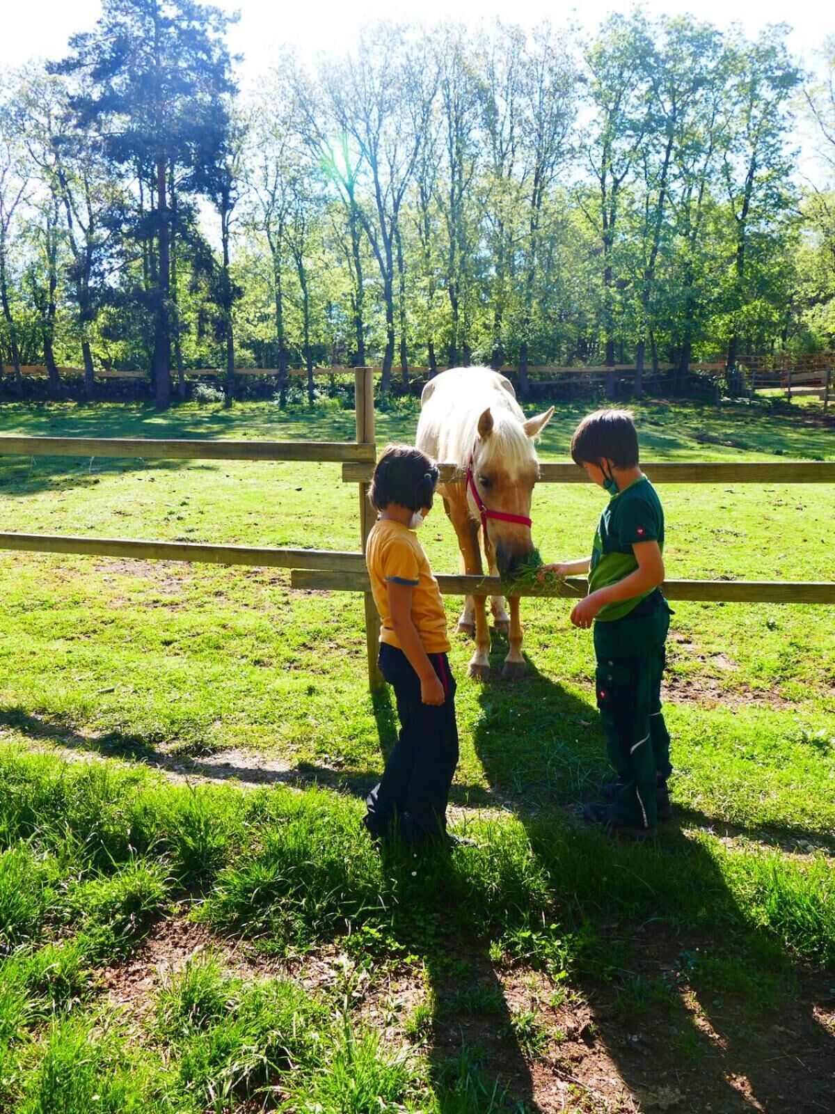 Deux personnes interagissent avec un cheval dans un espace extérieur clôturé, avec de l’herbe et des arbres en arrière-plan.