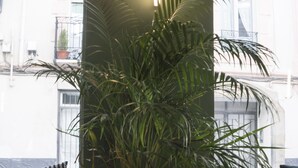 A room with a large potted plant, a wooden table, and a bench. - Alda Jolio Jaca (Jaca)
