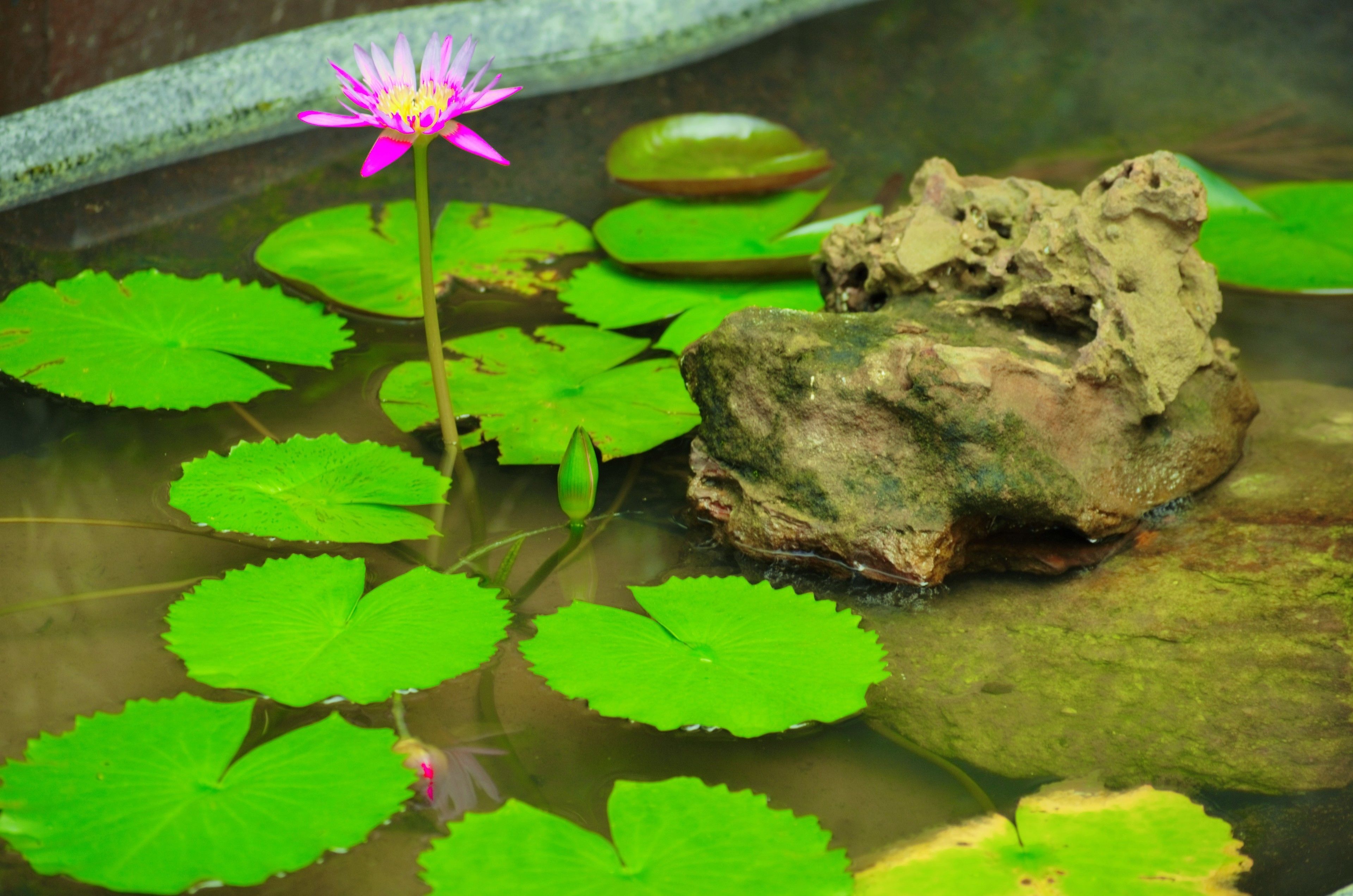 Photo - Coral Bay Resort