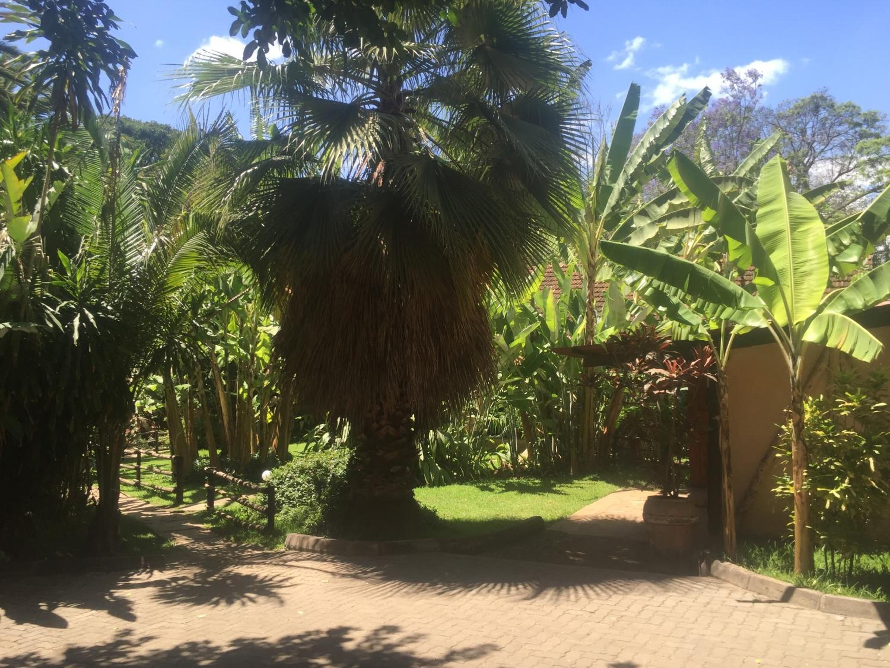 A paved pathway leading through a lush garden with various tropical plants and a large palm tree.