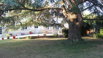 Un grande albero in un giardino curato, con un edificio sullo sfondo.