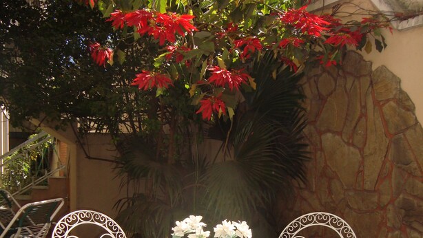 Terrace/patio - Hostal Versalles (Cochabamba)