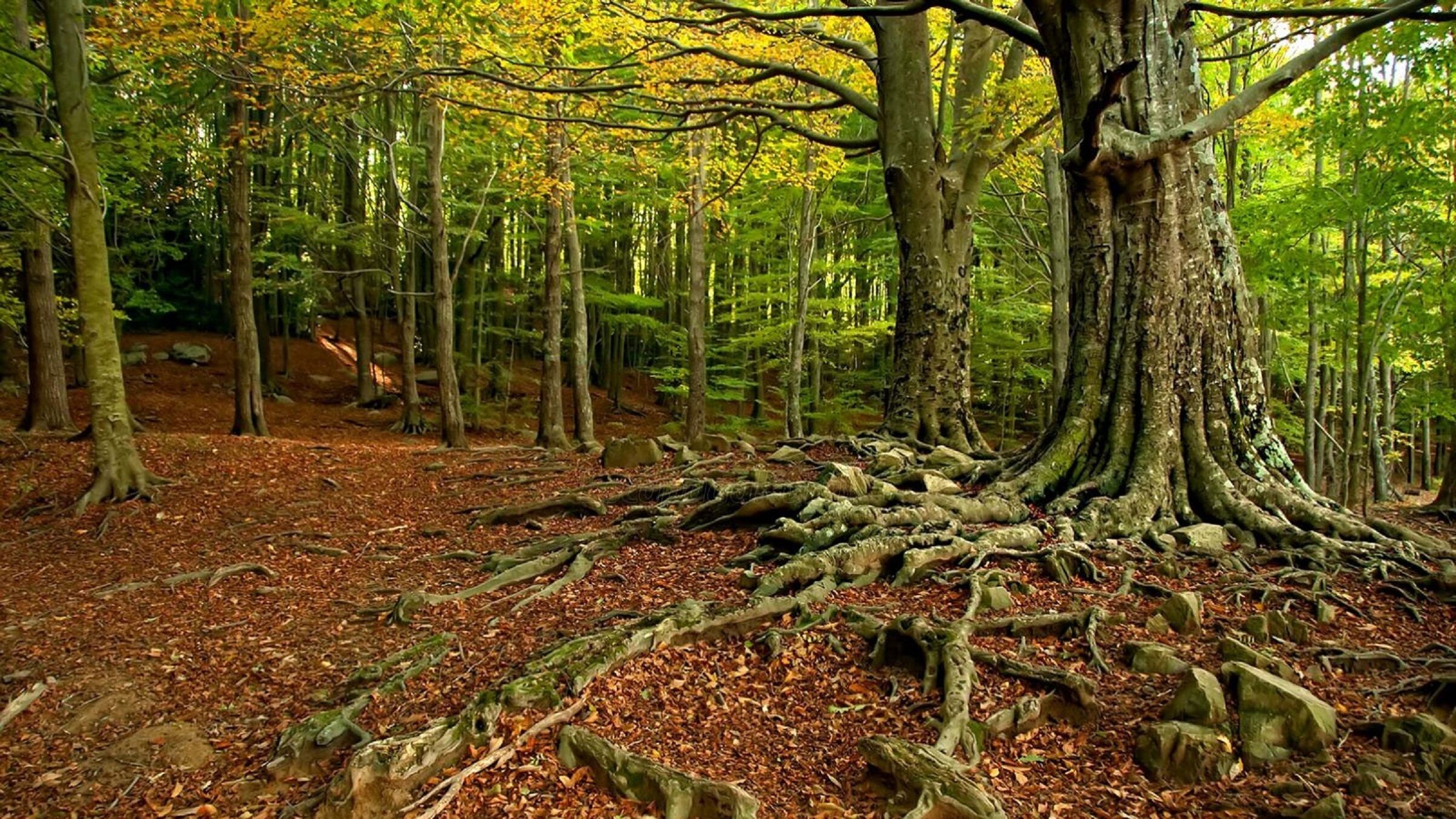 Photo - Hostal Montsoliu