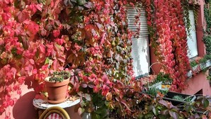 A building with a red exterior, covered in red and pink foliage, and a white balcony with a wooden railing. - Hostal Montsoliu (Arbucies)