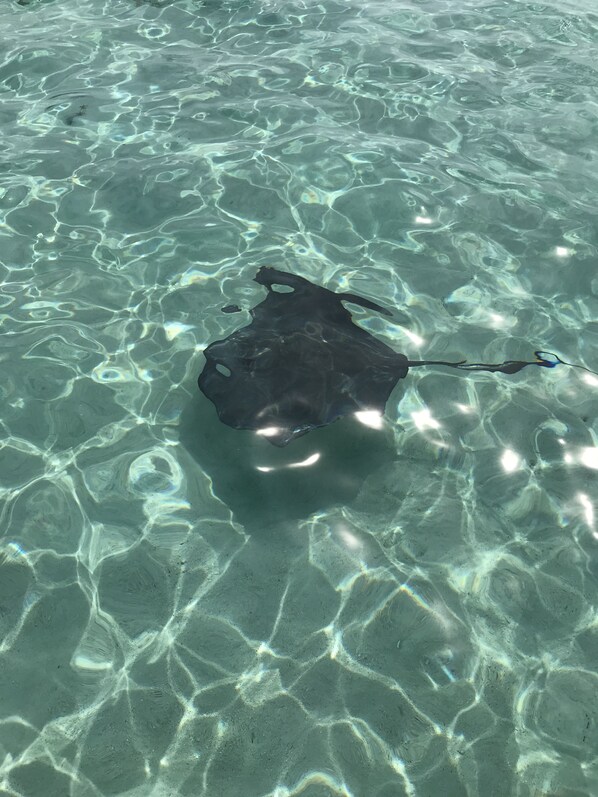 A stingray swimming in clear, shallow water.