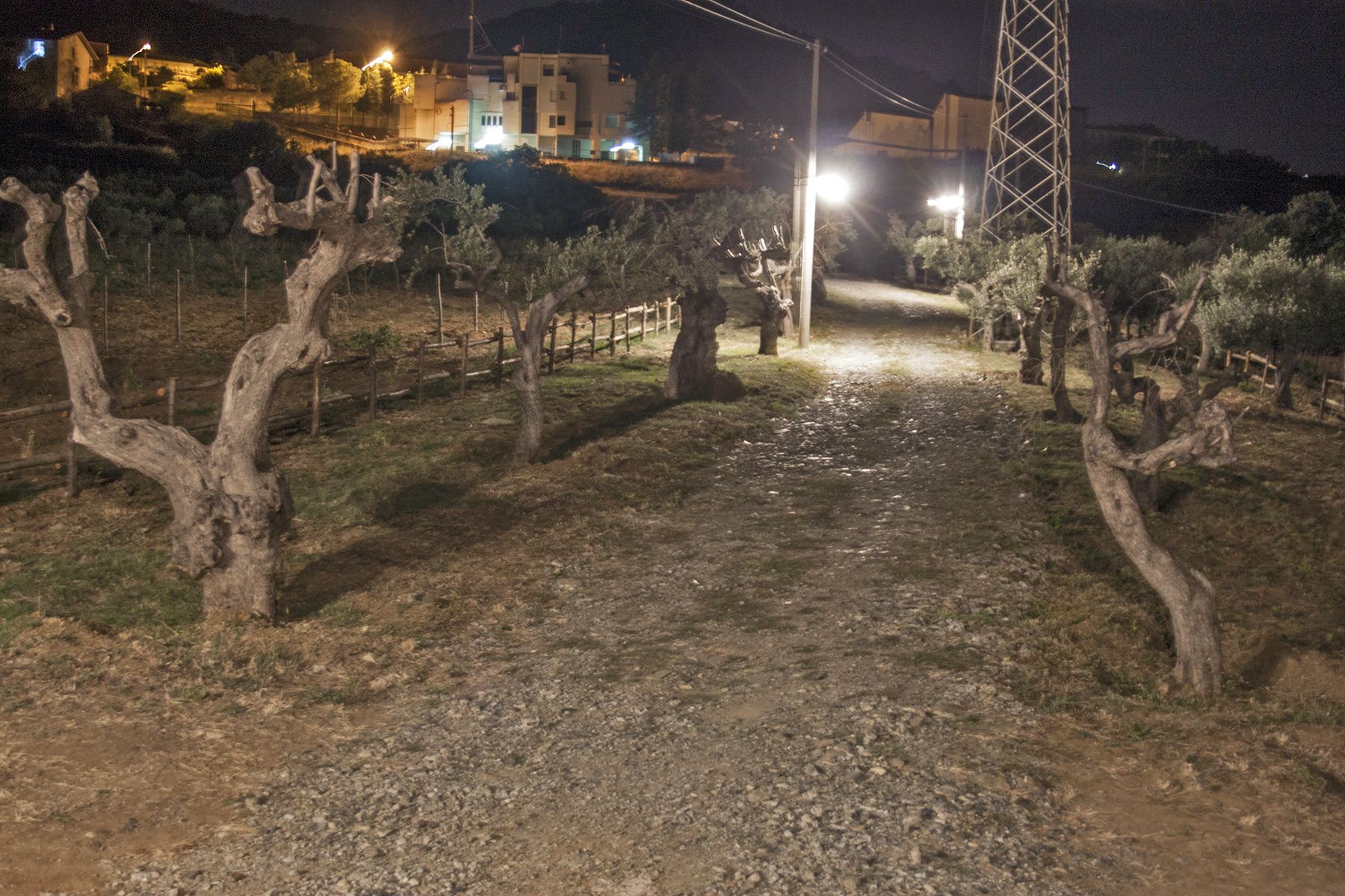 Viñedo nocturno con hileras de vid y un edificio al fondo.