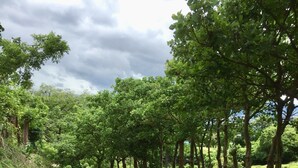 Un sendero de tierra rodeado de árboles verdes exuberantes.