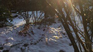 Un paysage enneigé, avec la lumière du soleil filtrant à travers les arbres.
