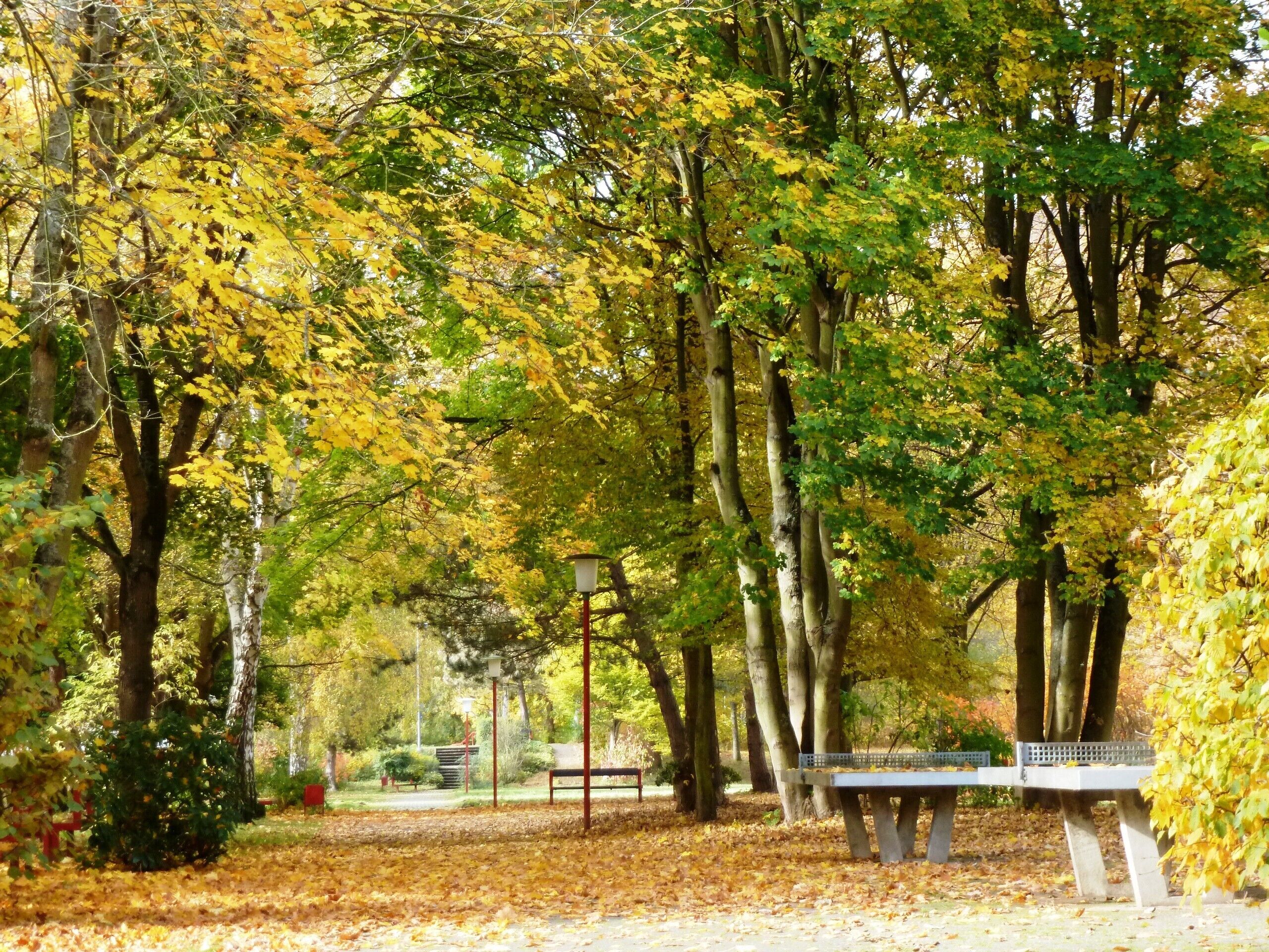 Ein Park mit einer Bank und Bäumen mit Herbstlaub.