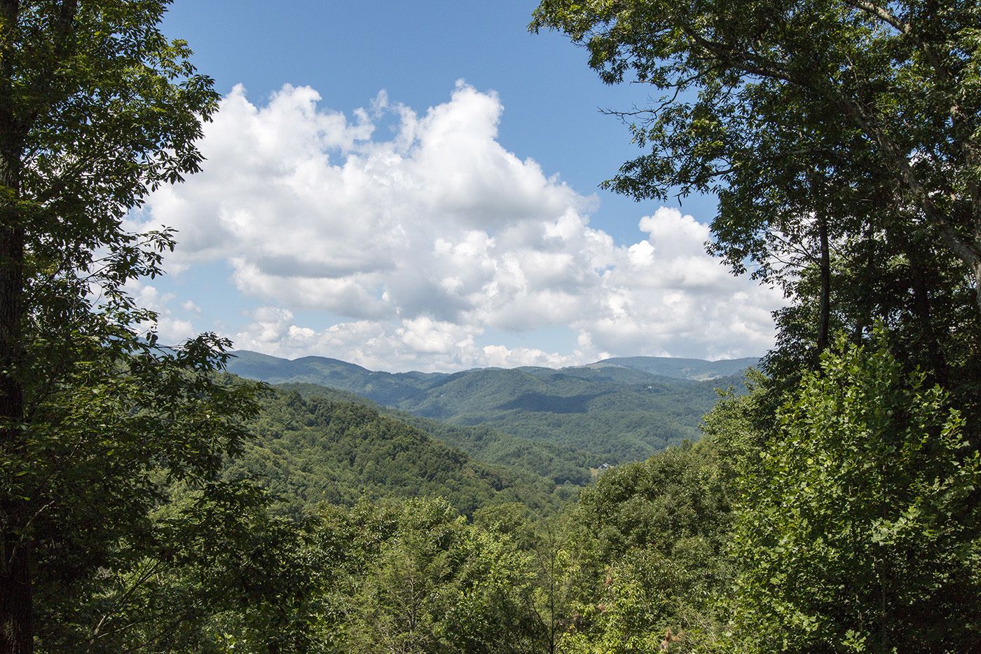 Un paysage boisé avec des montagnes en arrière-plan.