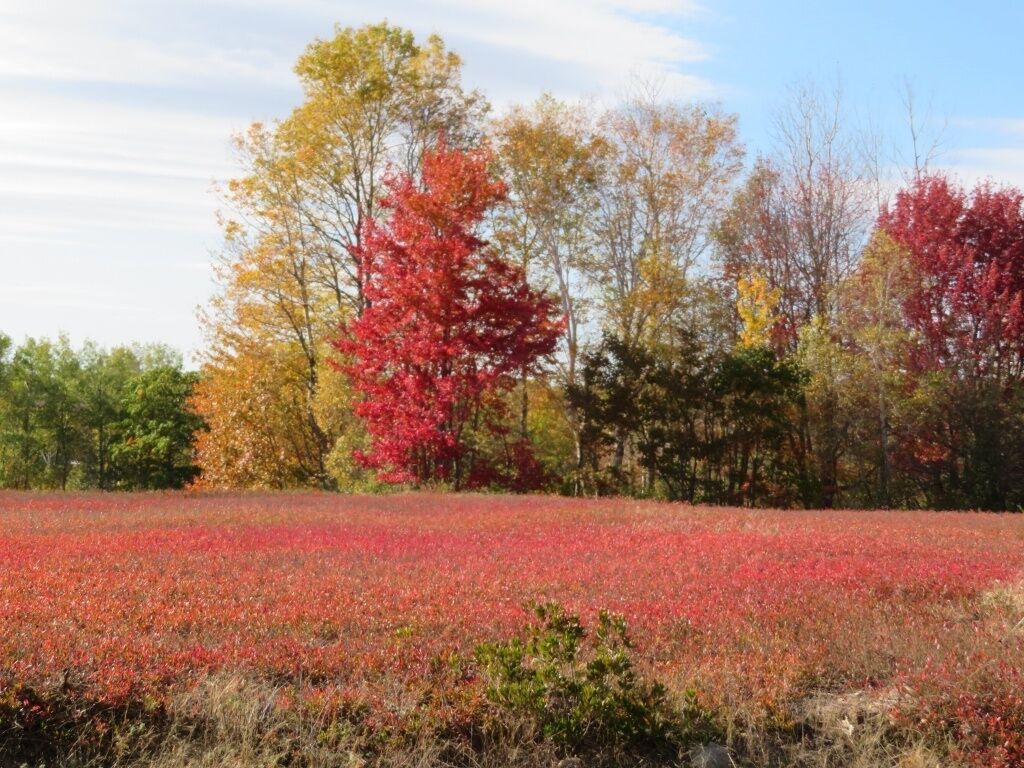 A field of red berries with trees in the background.