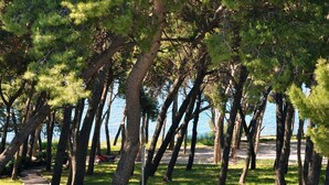 A pathway lined with tall trees, leading to a body of water. - Beachfront Apartment Barbara, near Bacvice beach walking distance from old town  (Split)