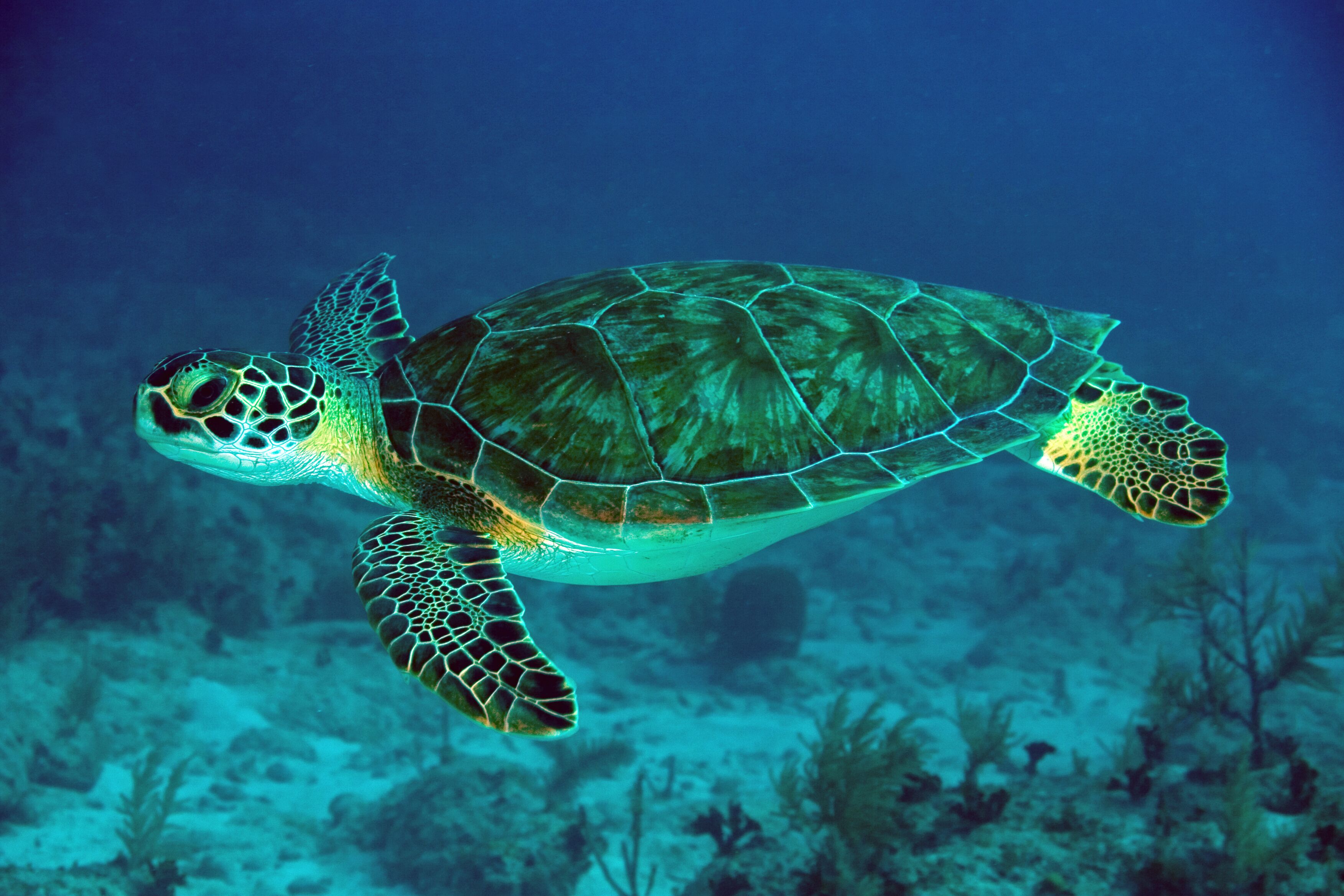 A sea turtle swimming underwater.