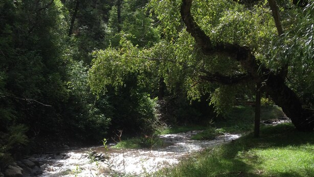A river flowing through a forested area with dense greenery and trees. - Relax at our River Front Cabin in Historic Upper Canyon  (Ruidoso)