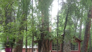 An outdoor patio area with stone flooring, surrounded by trees. There are several tables and chairs, some with umbrellas. A small cabin-like structure is visible in the background. - Relax at our River Front Cabin in Historic Upper Canyon  (Ruidoso)