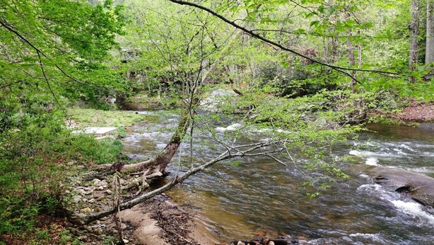 A river flowing through a forested area with a fallen tree in the water. - River's Edge Cabin - Swim - Kayak - Fish From Your Backyard !!!! (Franklin)