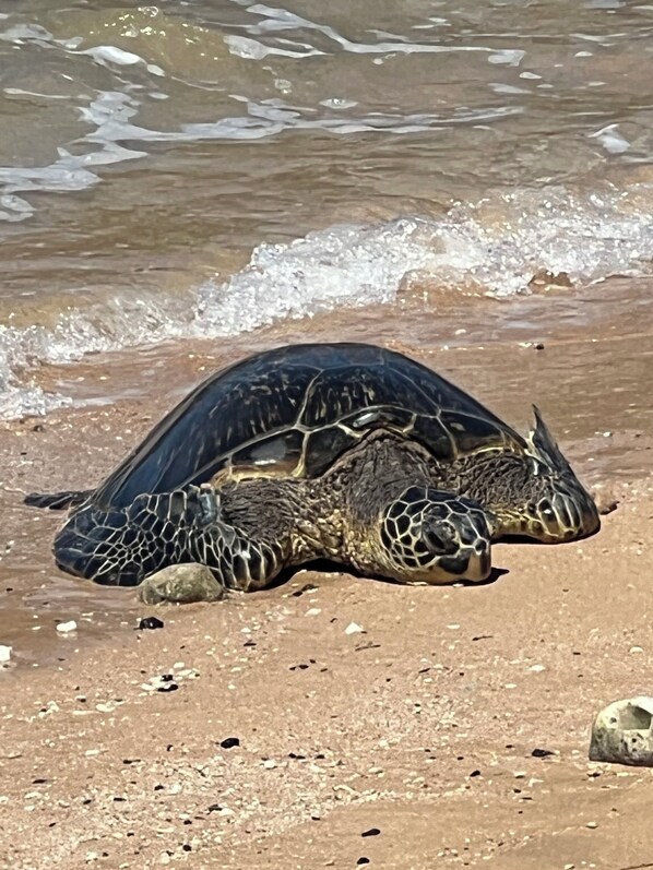Une tortue de mer sur une plage de sable, avec des vagues en arrière-plan.