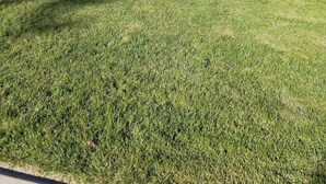 A house with a well-maintained lawn and two dogs lying on the grass. - SADDLE MOUNTAIN ESCAPE (Clancy)