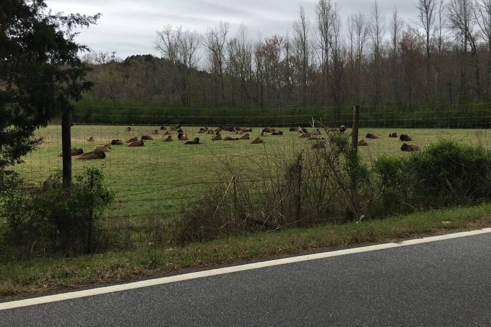 10 Best Ranches In Georgia, USA - Updated 2024 | Trip101