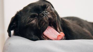 Un cane nero disteso su un cuscino grigio.
