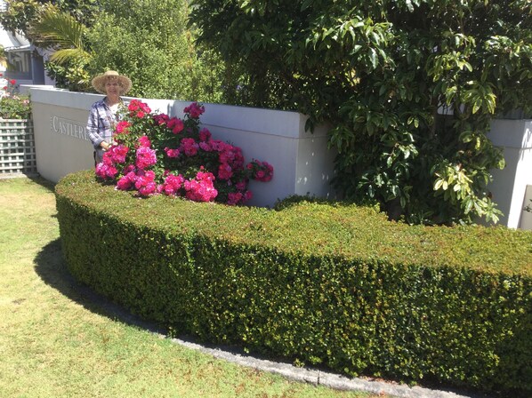 Garden - Castlereagh 7 Middleton Beach Albany (Middleton Beach)