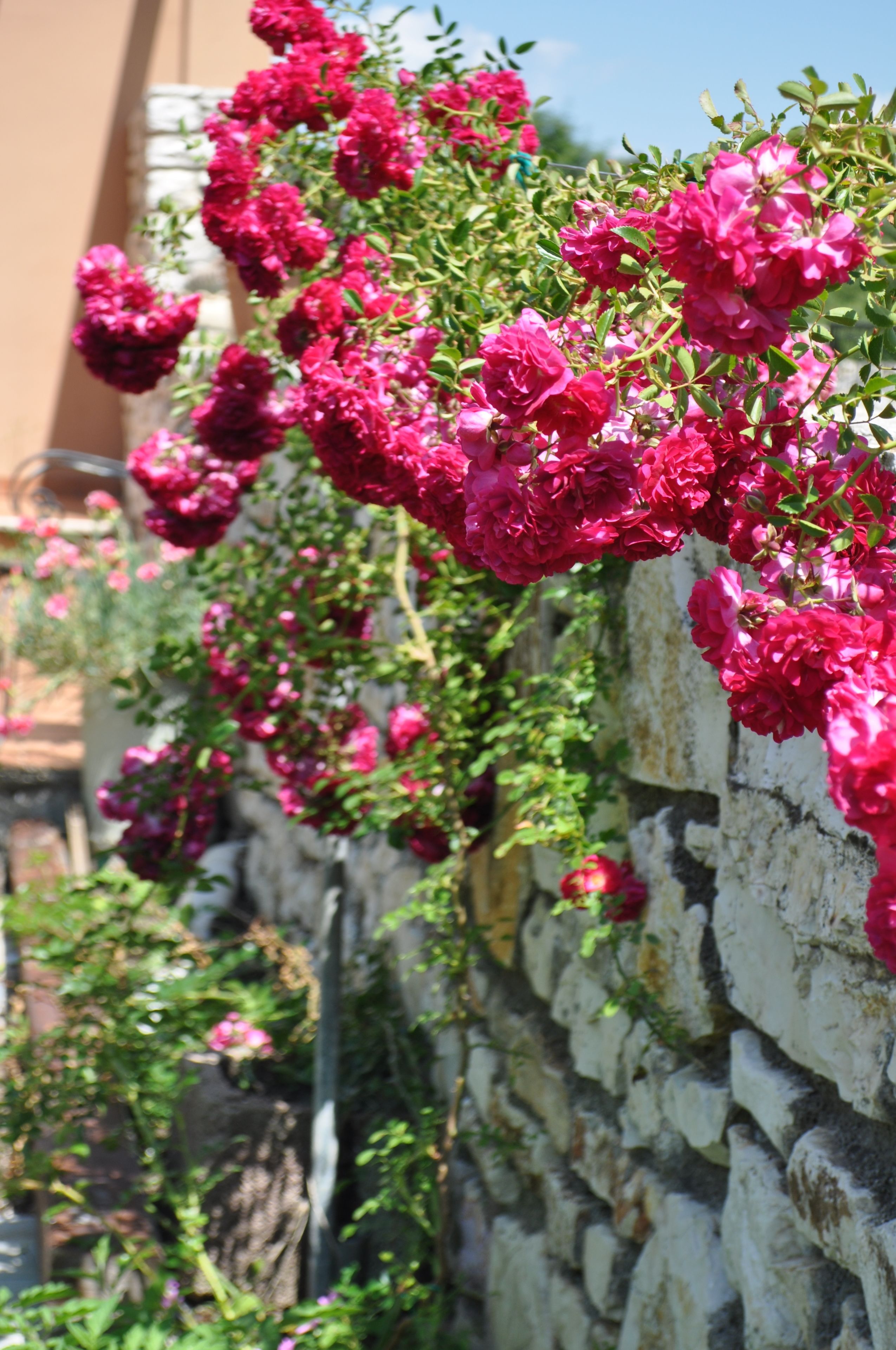 Eine Steinsäule mit hochrankenden rosa Blüten.