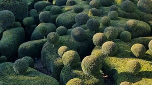 Vista de un jardín cuidado con esferas topiarias y un edificio al fondo.