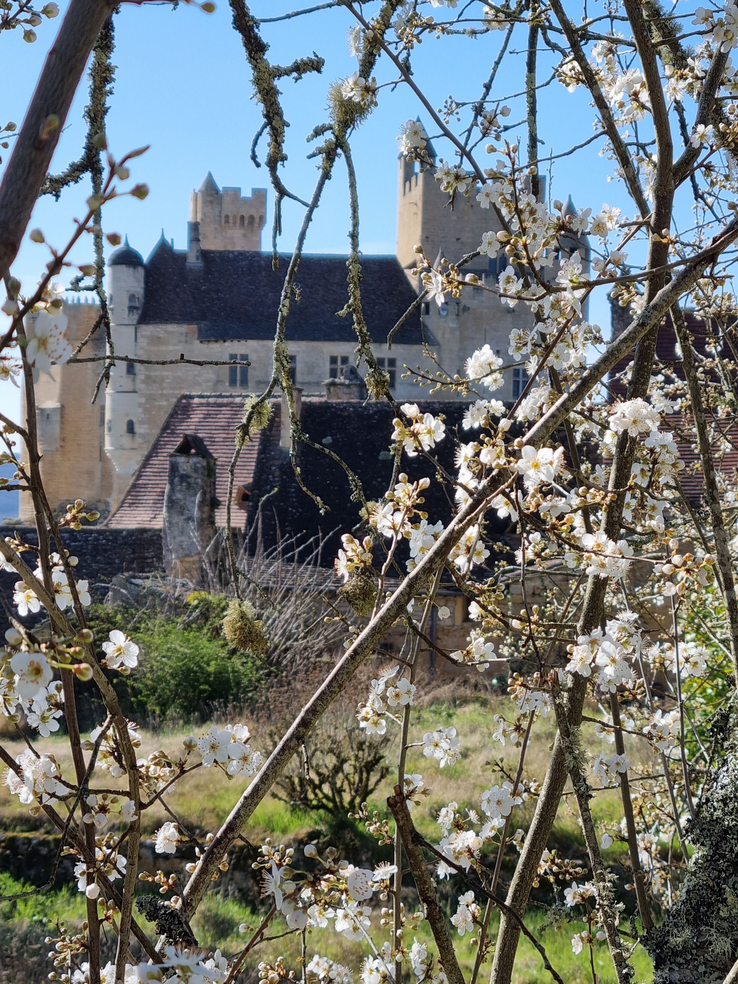 A historic building with a prominent tower and crenellated walls, surrounded by blooming trees.