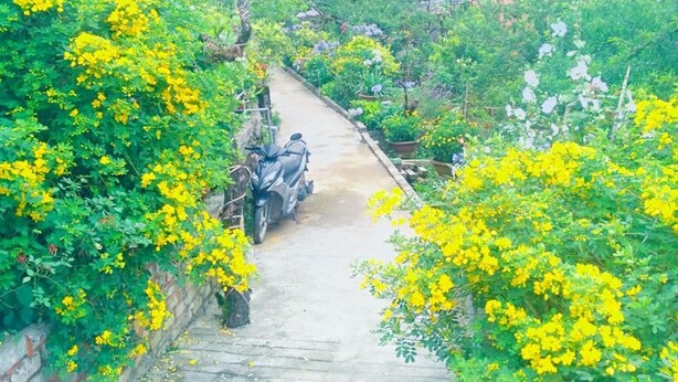A narrow pathway flanked by vibrant yellow flowering plants, leading to a parked motorcycle. - Sapa Tatu Homestay (Sa Pa)