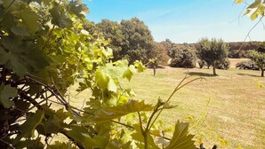 A vineyard with rows of grapevines and trees in the background. - B&B El Ranxo (Caldes de Malavella)