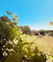 Viñedo con hileras de parras y árboles al fondo.