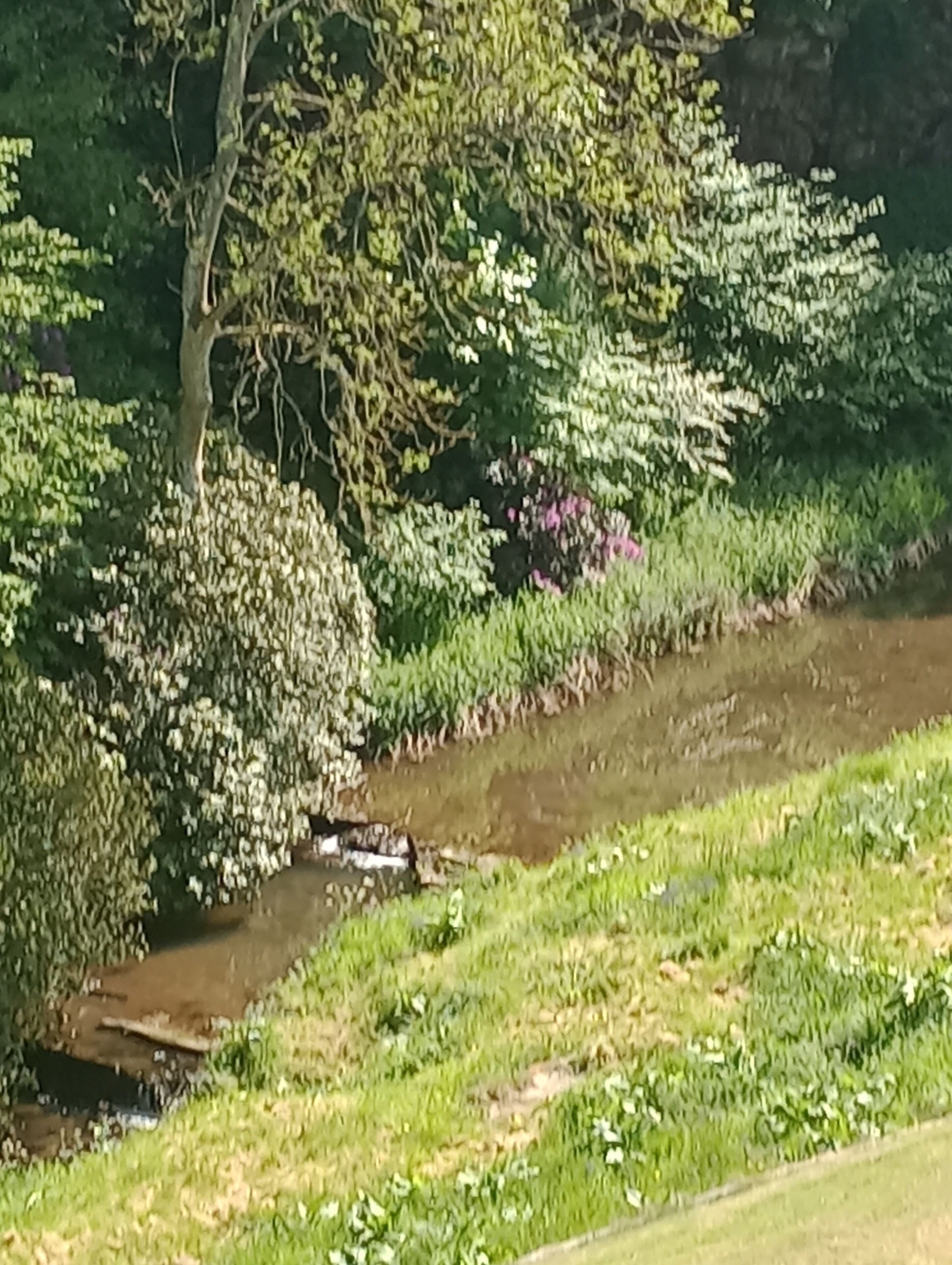 A natural landscape with a small stream, dense greenery, and a tree.