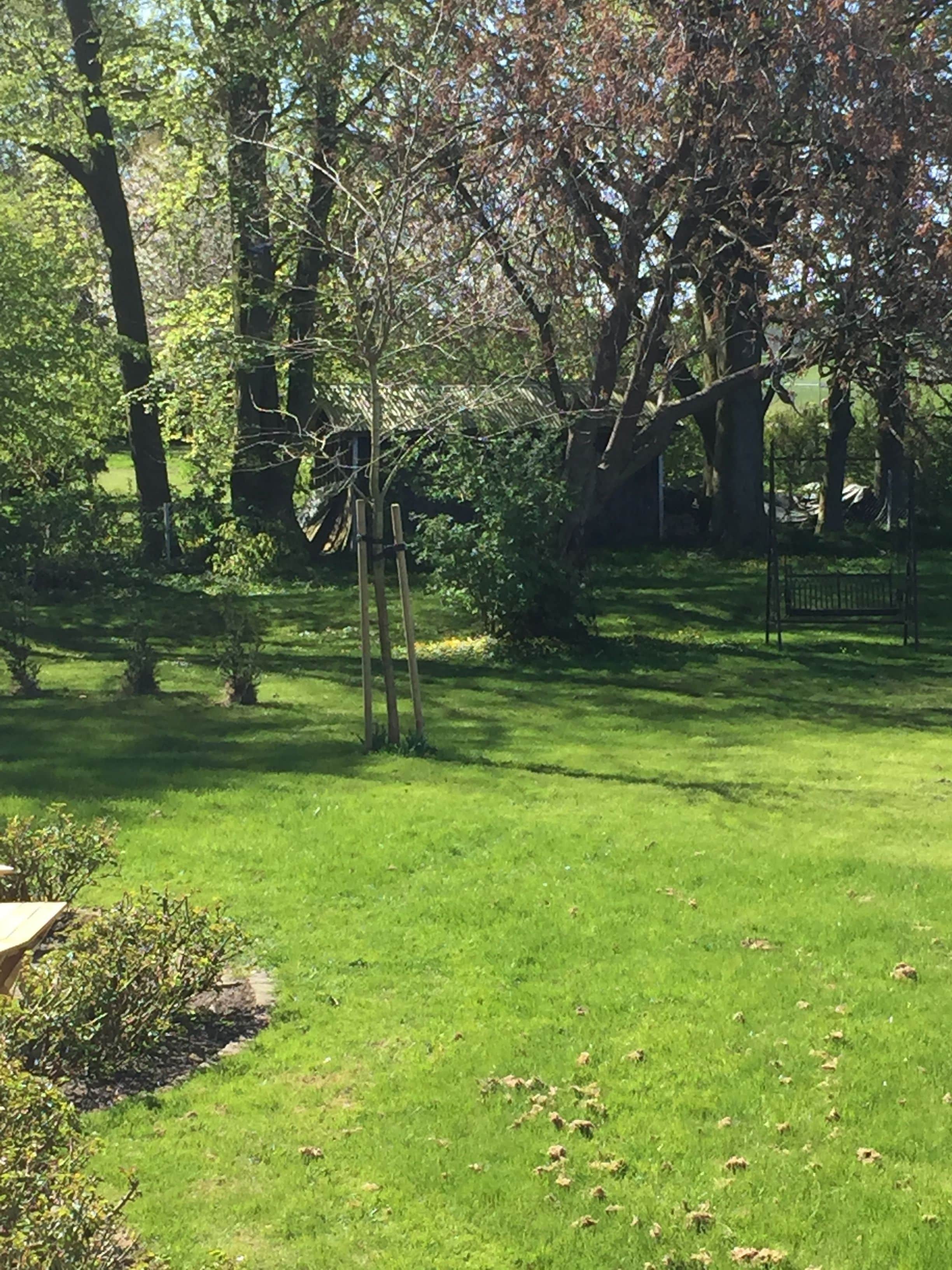Uma área ajardinada com árvores e um banco.