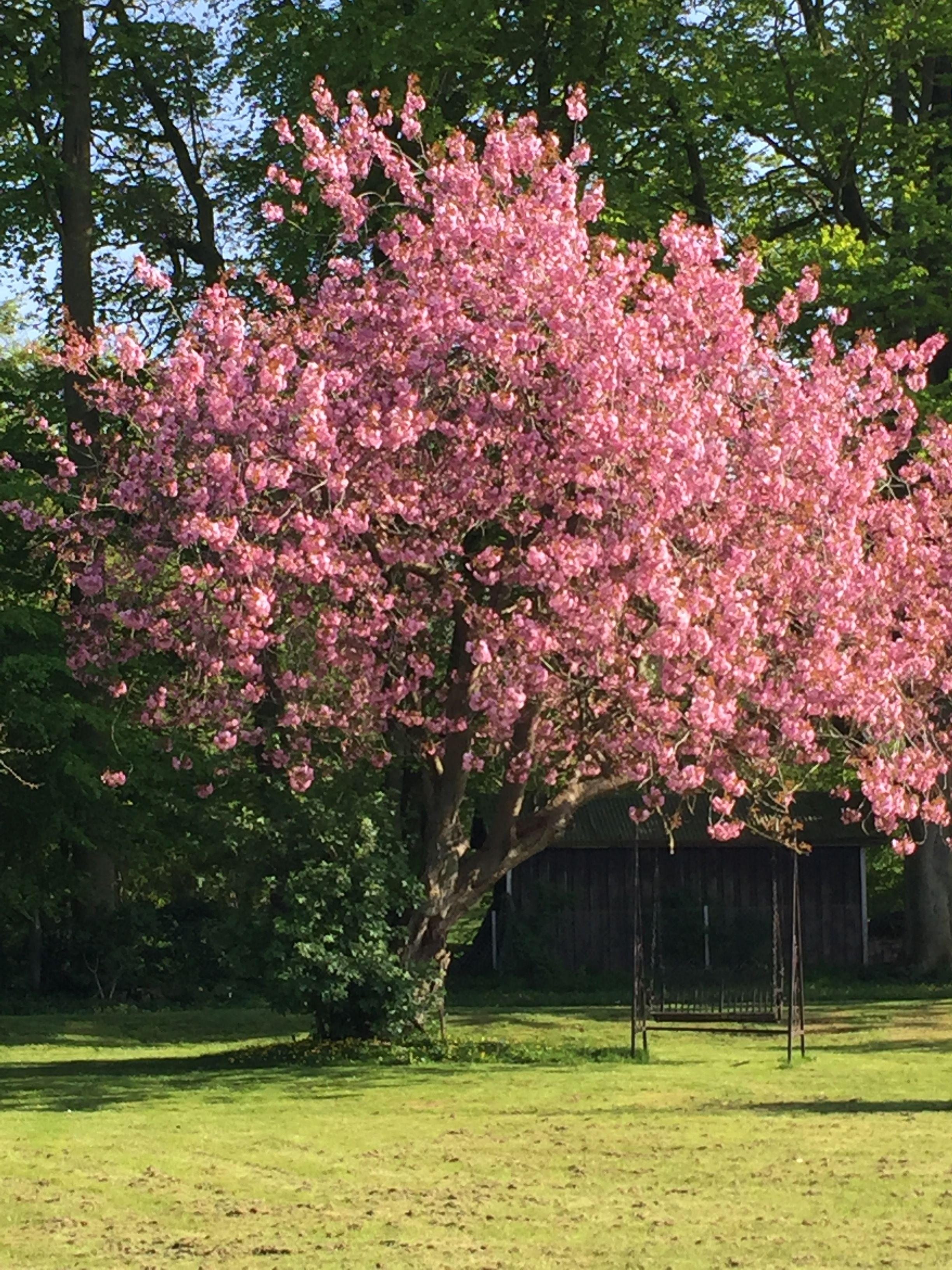 Un gran árbol con flores rosadas en una zona cubierta de césped.