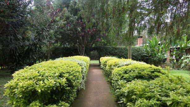 A garden pathway flanked by neatly trimmed hedges.
