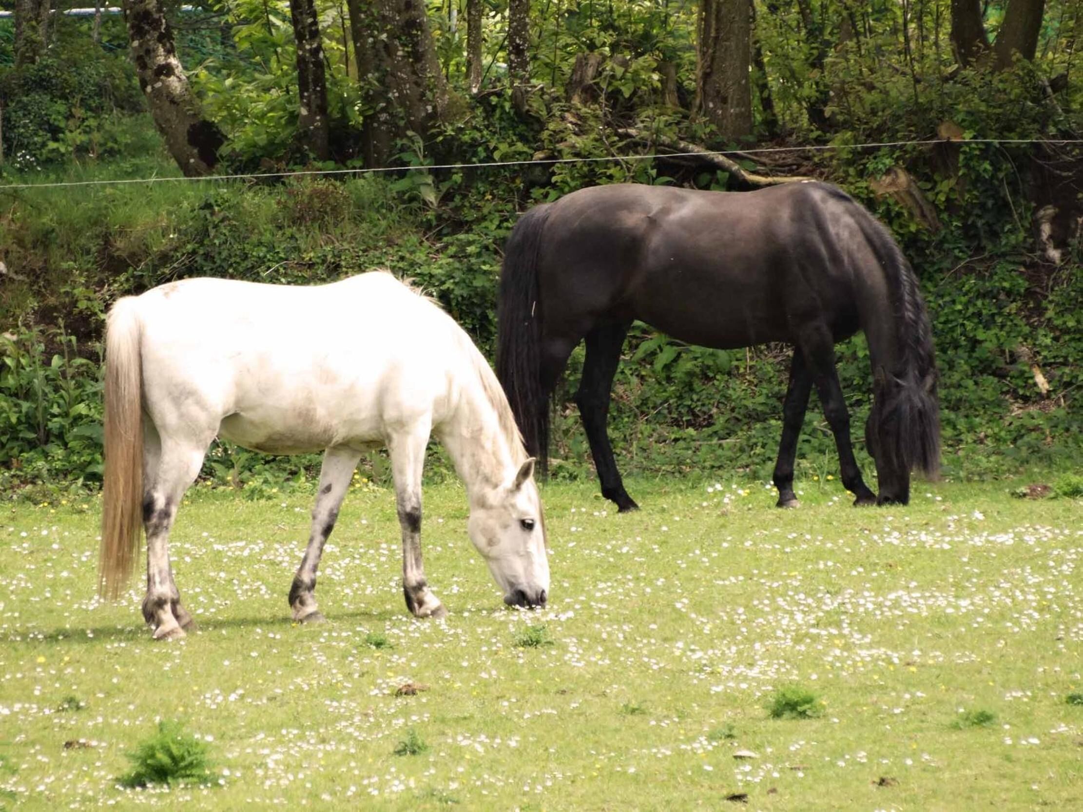 Zwei Pferde weiden auf einer grasbewachsen Wiese mit Bäumen im Hintergrund.