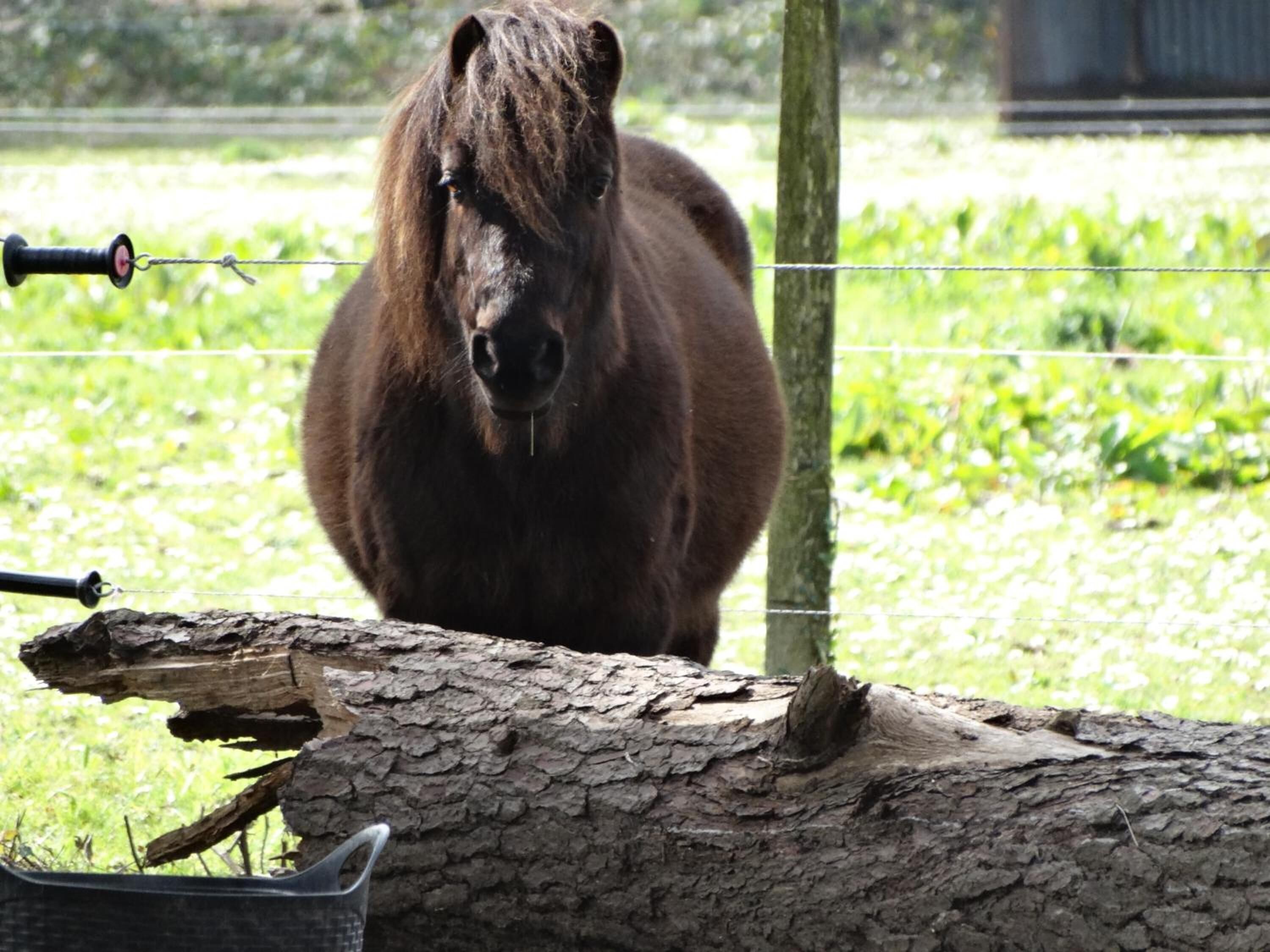 A pony in a fenced area with a rope and a log.