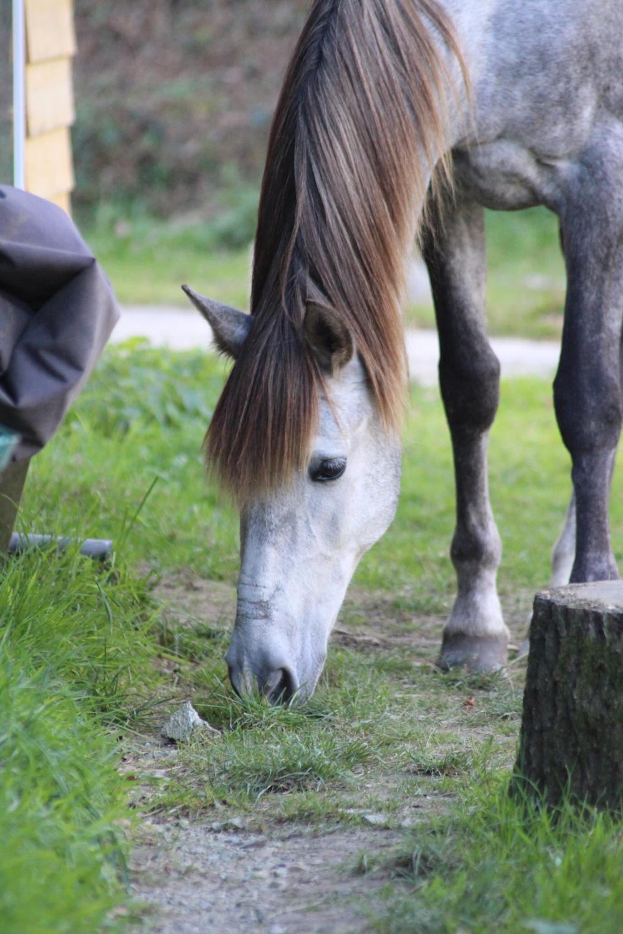 Un caballo pastando cerca de un poste de madera.