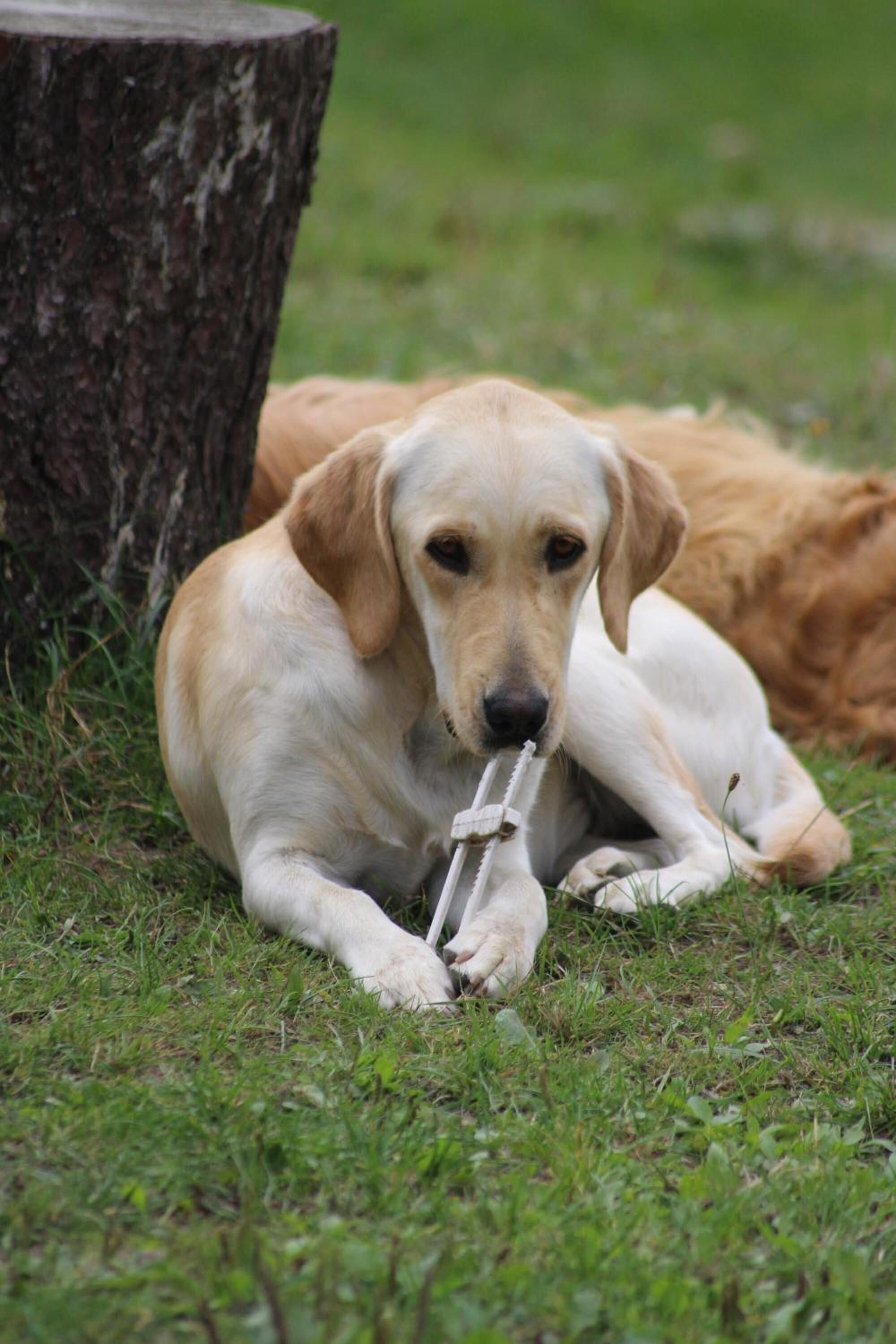 A dog lying on grass next to a tree.