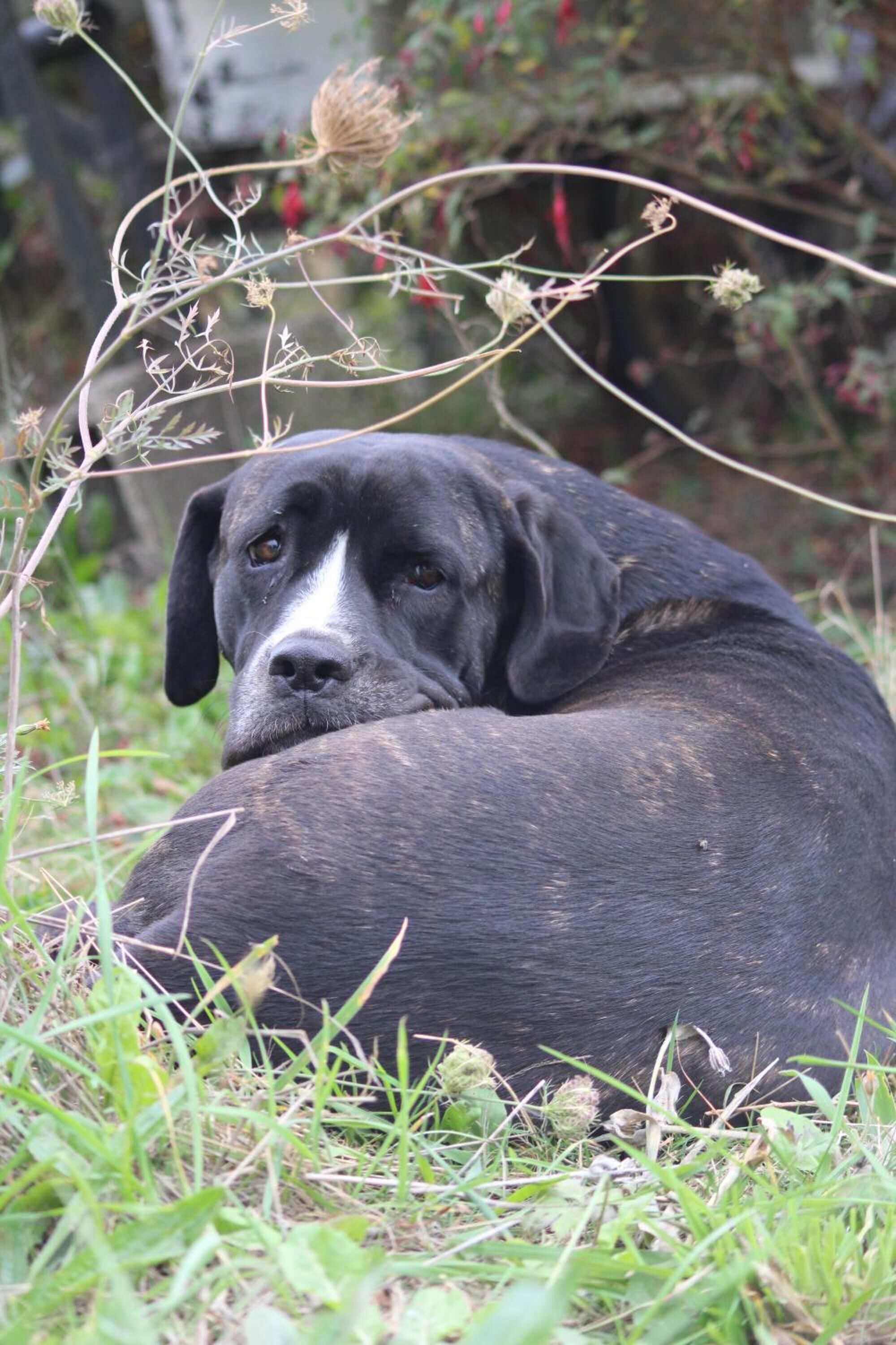 Un perro descansando en una zona cubierta de hierba, con plantas y flores a su alrededor.
