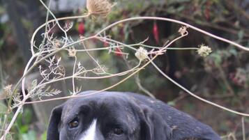 Un perro descansando en una zona cubierta de hierba, con plantas y flores a su alrededor.