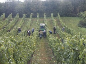 A vineyard with rows of grapevines and people working in the field. - Weingut Seck (Dolgesheim)