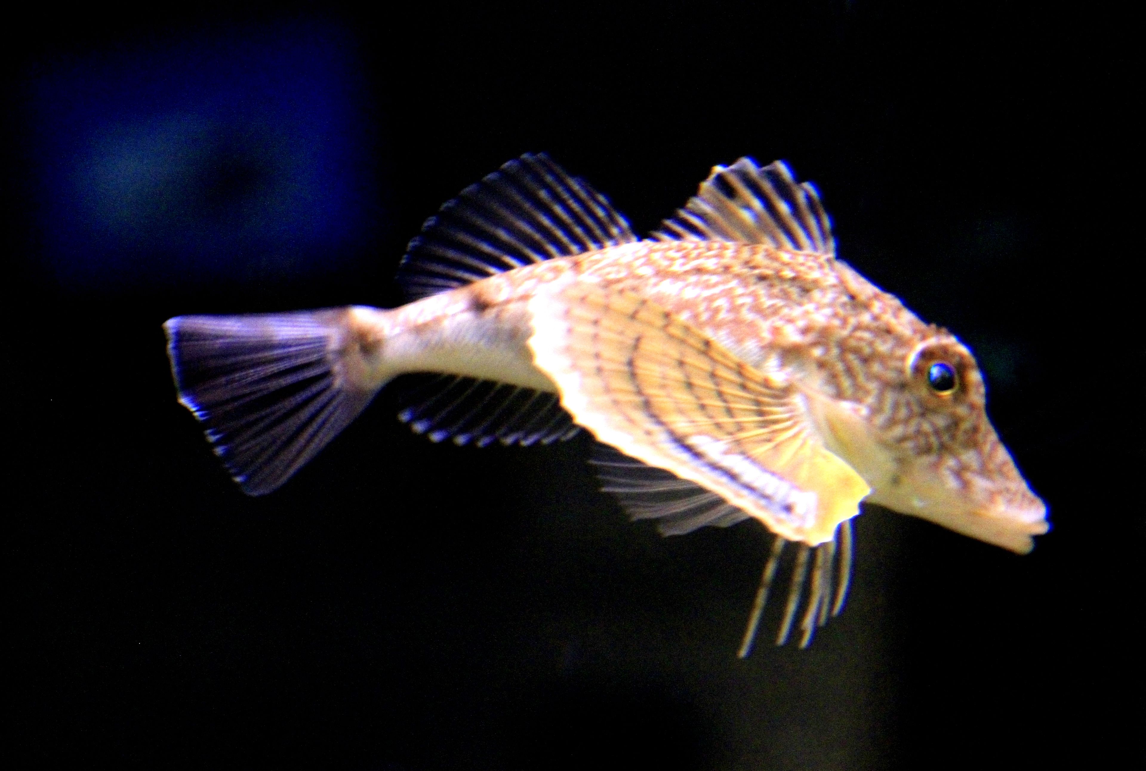 A fish with a patterned body and fins, swimming in a dark environment.